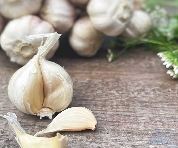 Garlic