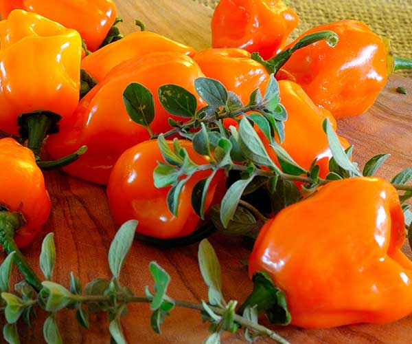 Habaneros